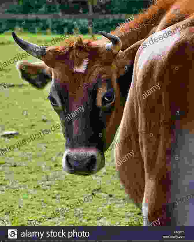 A Close Up Of Florica Spencer Earl Watts, A Brown And White Pet Cow, Looking At The Camera With Curious Eyes My Pet Cow Florica Spencer Earl Watts