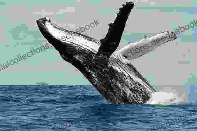 A Humpback Whale Breaching The Surface DOLPHINS AND WHALES Following My Passion