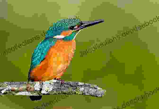 A Kingfisher Perched On A Branch On Wilderness Island Wilderness Island Gladys Malvern