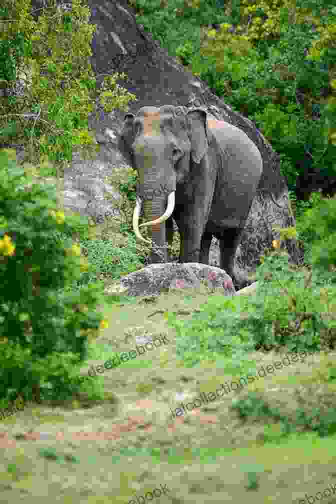 A Majestic Elephant Roaming Freely In Yala National Park Insight Guides Pocket Sri Lanka (Travel Guide EBook) (Insight Pocket Guides)