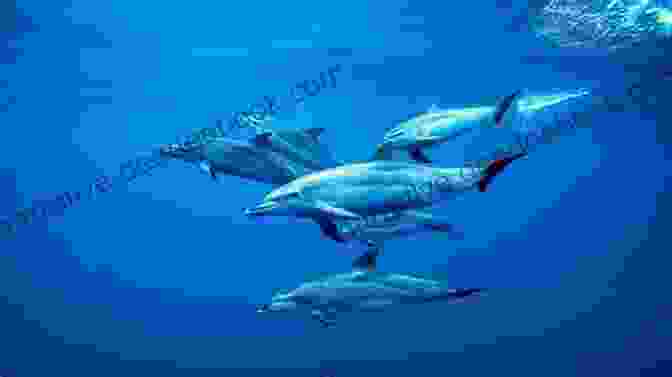 A Pod Of Dolphins Swimming In The Ocean DOLPHINS AND WHALES Following My Passion