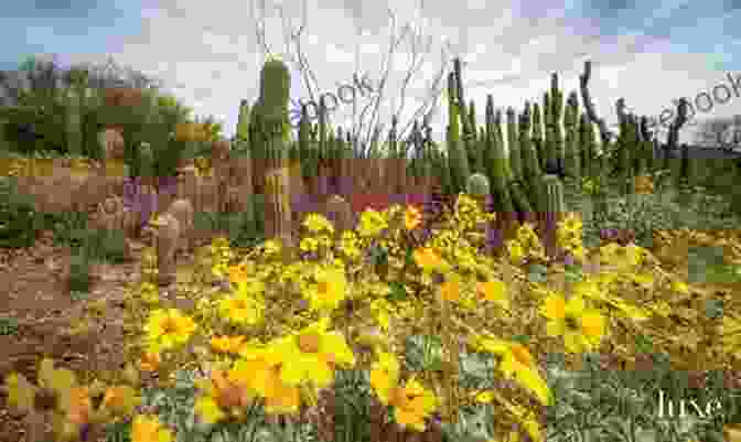 A Vibrant Cactus Garden In Hot Springs, Arizona, Showcasing The Diverse Flora Of The Sonoran Desert Touring Hot Springs Arizona: The State S Best Resorts And Rustic Soaks