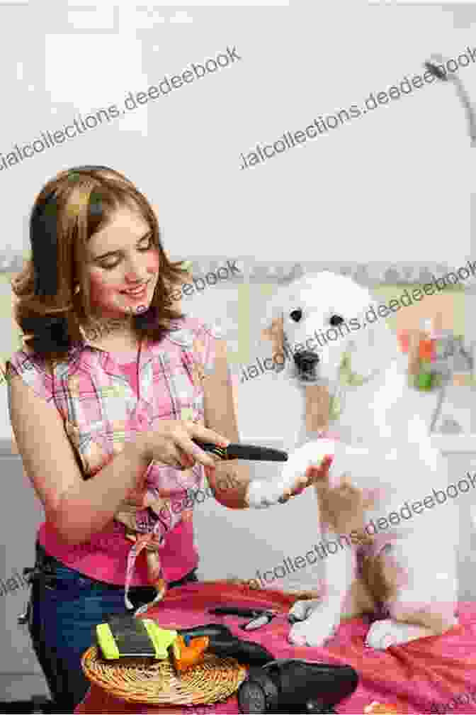 A Woman Grooming Her Dog At Home DIY Dog Grooming From Puppy Cuts To Best In Show: Everything You Need To Know Step By Step