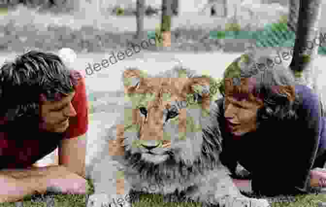Adolphus Tips Kaspar And Christian The Lion In The African Wilderness Favourite Cat Stories: The Amazing Story Of Adolphus Tips Kaspar And The Butterfly Lion