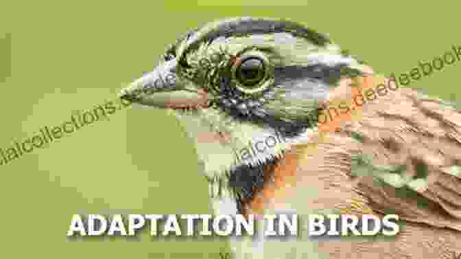 Birds In Other Worlds Adaptations For Survival The Beautiful Bird (In Other Worlds)