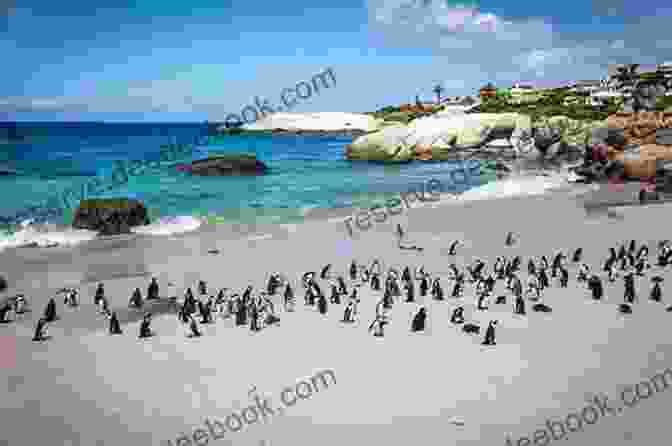 Boulders Beach, Cape Town Ten Must See Sights: Cape Town
