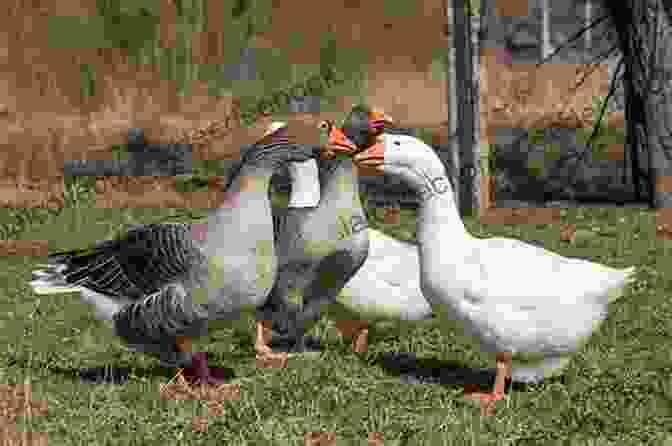 Gus, A White Goose With A Mischievous Expression, Standing In A Field Gemma Gus (Gossie Friends) Olivier Dunrea