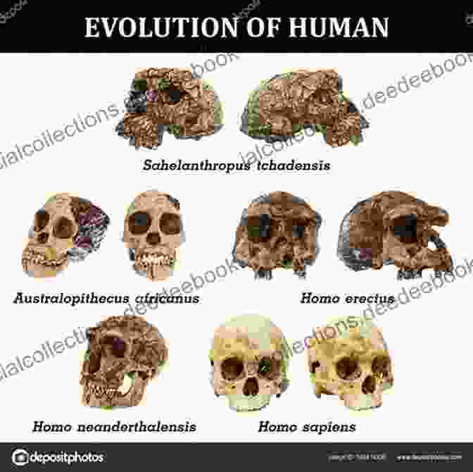 Hominin Fossils, Illustrating The Evolutionary Progression From Australopithecus To Homo Sapiens. Of Hominins Hunter Gatherers And Heroes: 20 Amazing Places In South Africa