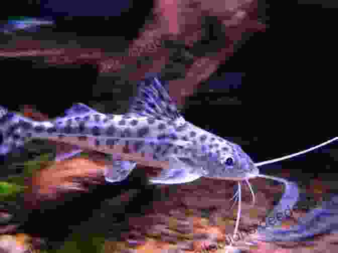 Pictus Catfish Swimming In A Tank PICTUS CATFISH 101 BEGINNERS GUIDE: Complete Guide On Everything You Need To Know About Pictus Catfish 101: Care Food Behavior Size Tank Mates Lifespan And Disease To Look Out For