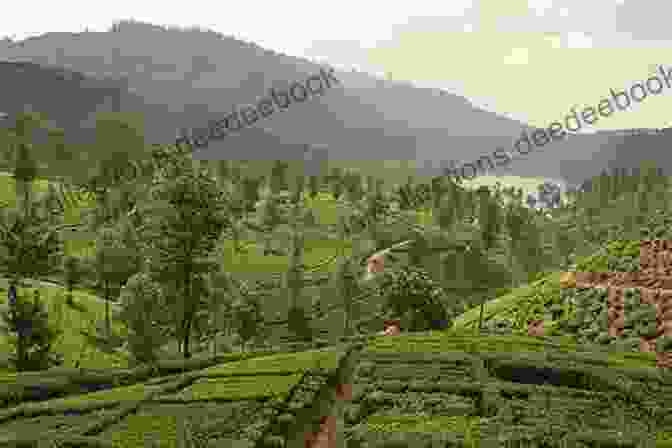 Terraced Tea Plantations Carpeting The Hills Of Nuwara Eliya Insight Guides Pocket Sri Lanka (Travel Guide EBook) (Insight Pocket Guides)